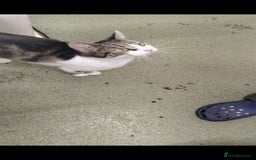 Mixed Breed cats for sale: Piper + Milly - Image 3