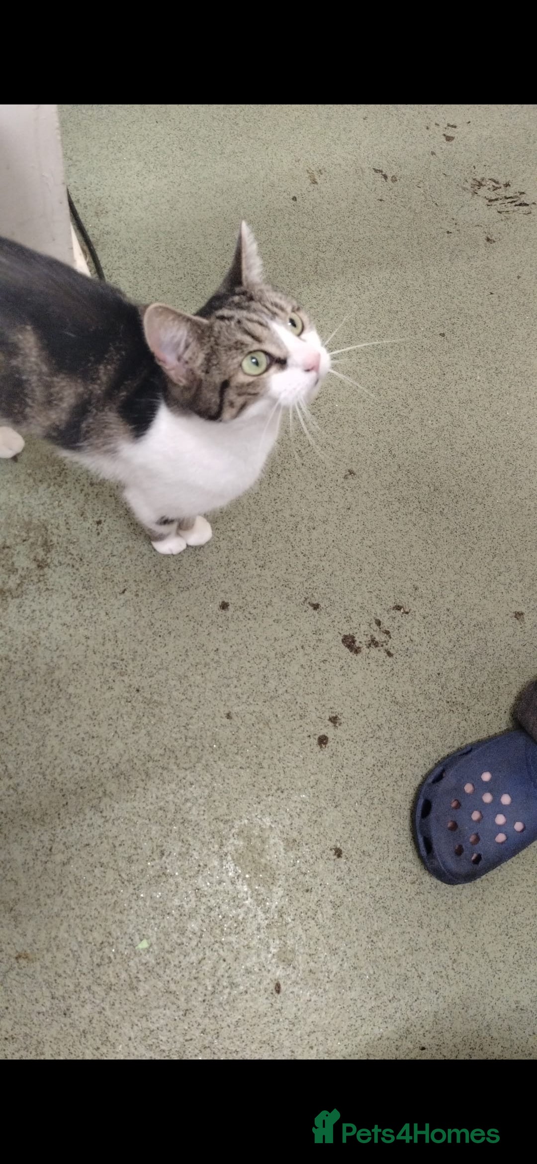 Mixed Breed cats for sale: Piper + Milly - Image 3