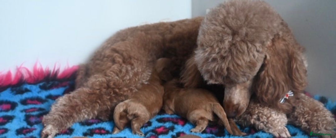Cavapoo dogs for sale: Deep red Cavapoo puppies/ dna tested 💙 - Image 4