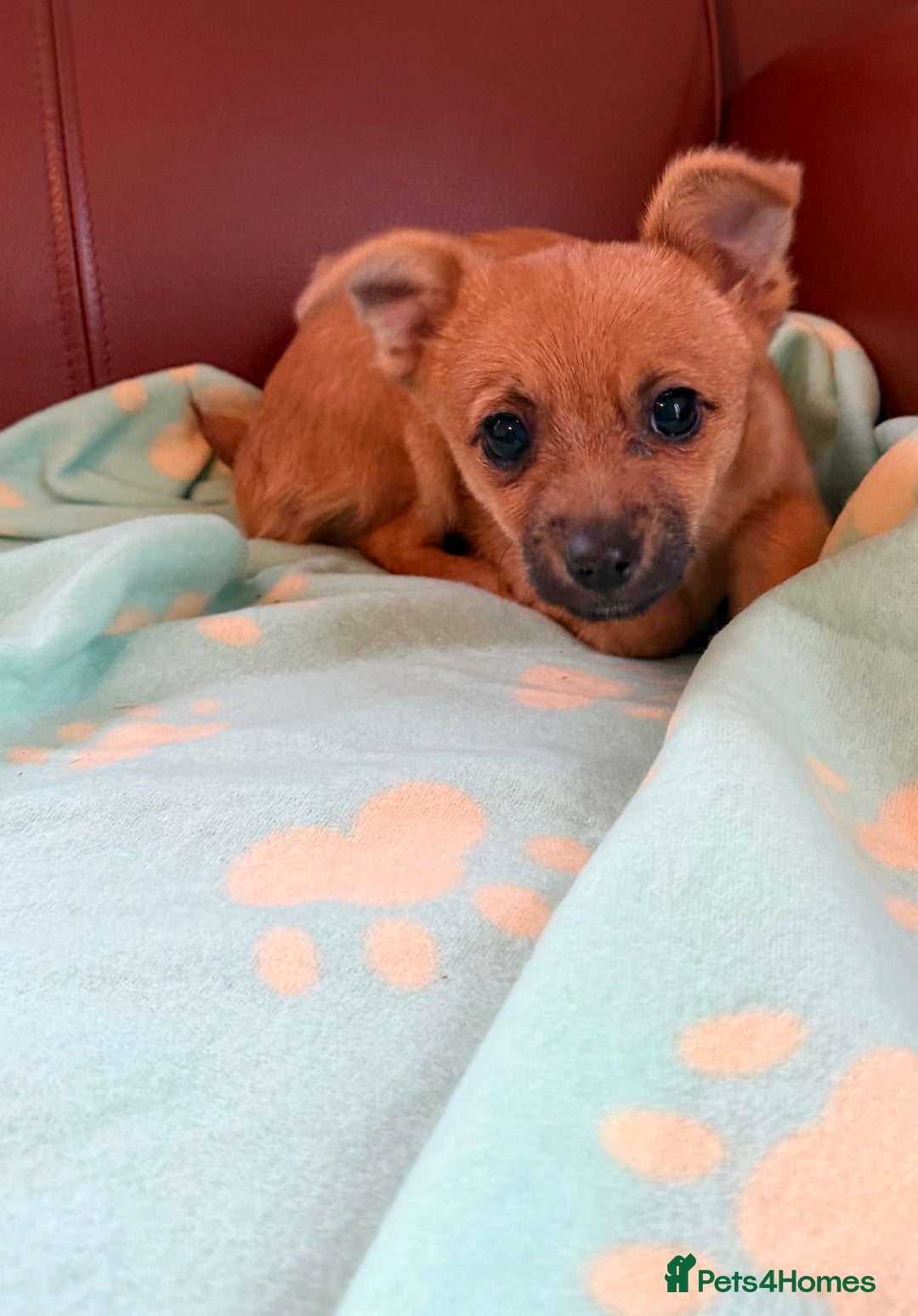 Mixed Breed dogs for sale: Jack Russell/terrier mixed bread - Advert 1