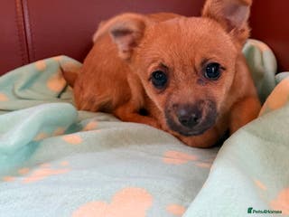 Mixed Breed dogs Jack Russell/terrier mixed bread - Advert 13