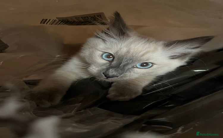 Ragdoll cats - Advert 4