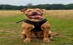 Mixed Breed dogs for sale: Two beautiful Staffy x Husky puppies  - Image 2