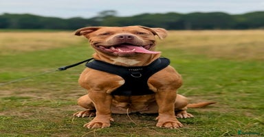 Mixed Breed dogs Two beautiful Staffy x Husky puppies  - Advert 7