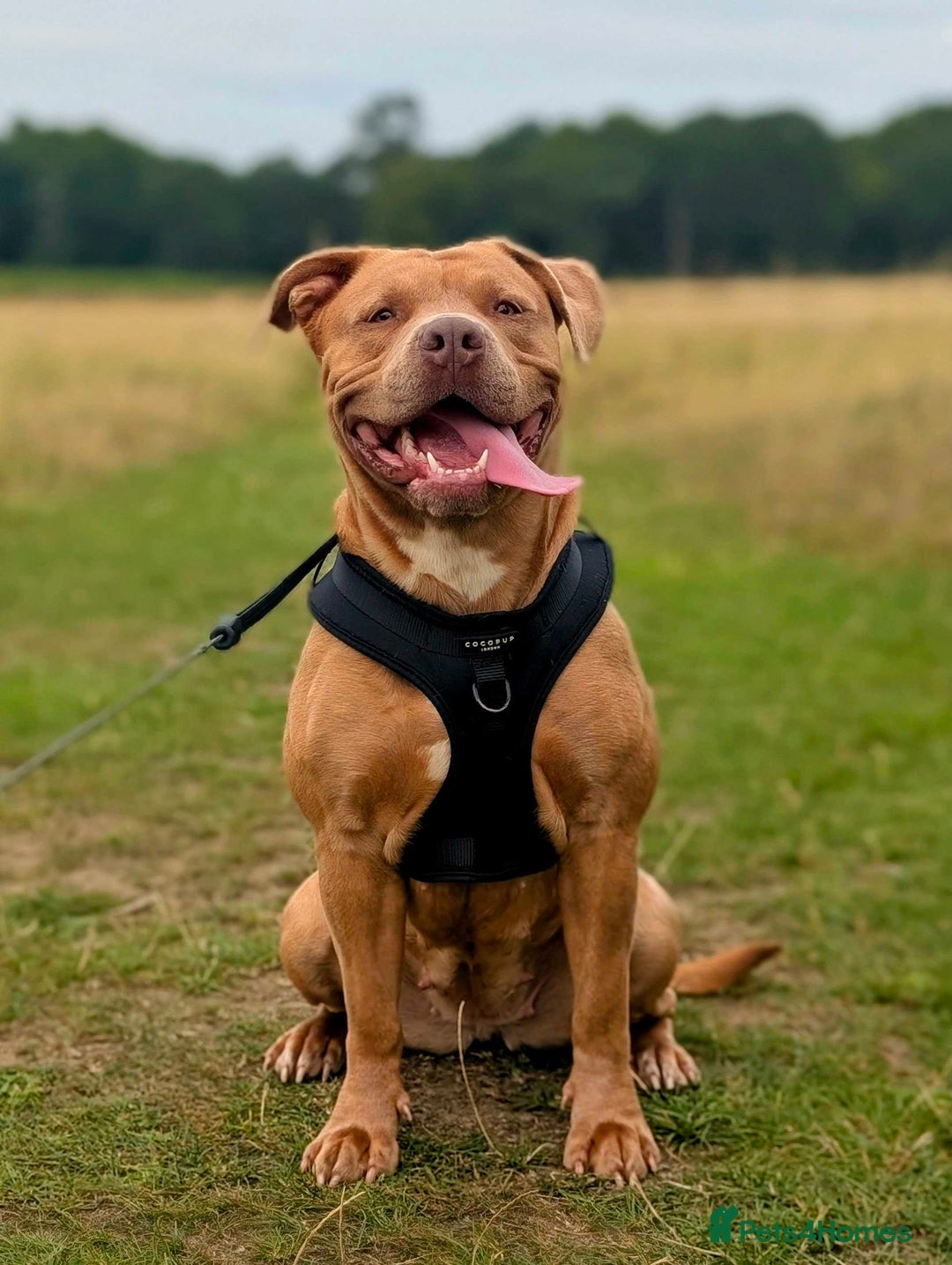 Mixed Breed dogs for sale: Two beautiful Staffy x Husky puppies  - Image 2