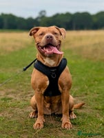 Mixed Breed dogs Two beautiful Staffy x Husky puppies - Advert 2