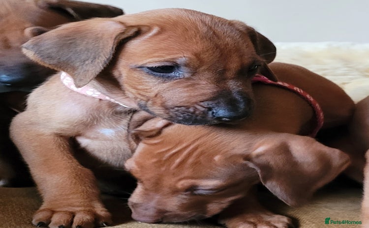 Rhodesian Ridgeback dogs - Advert 1