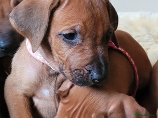 Rhodesian Ridgeback dogs EXCEPTIONAL OPPORTUNITY TO PURCHASE SHOW QUALITY - Advert 6