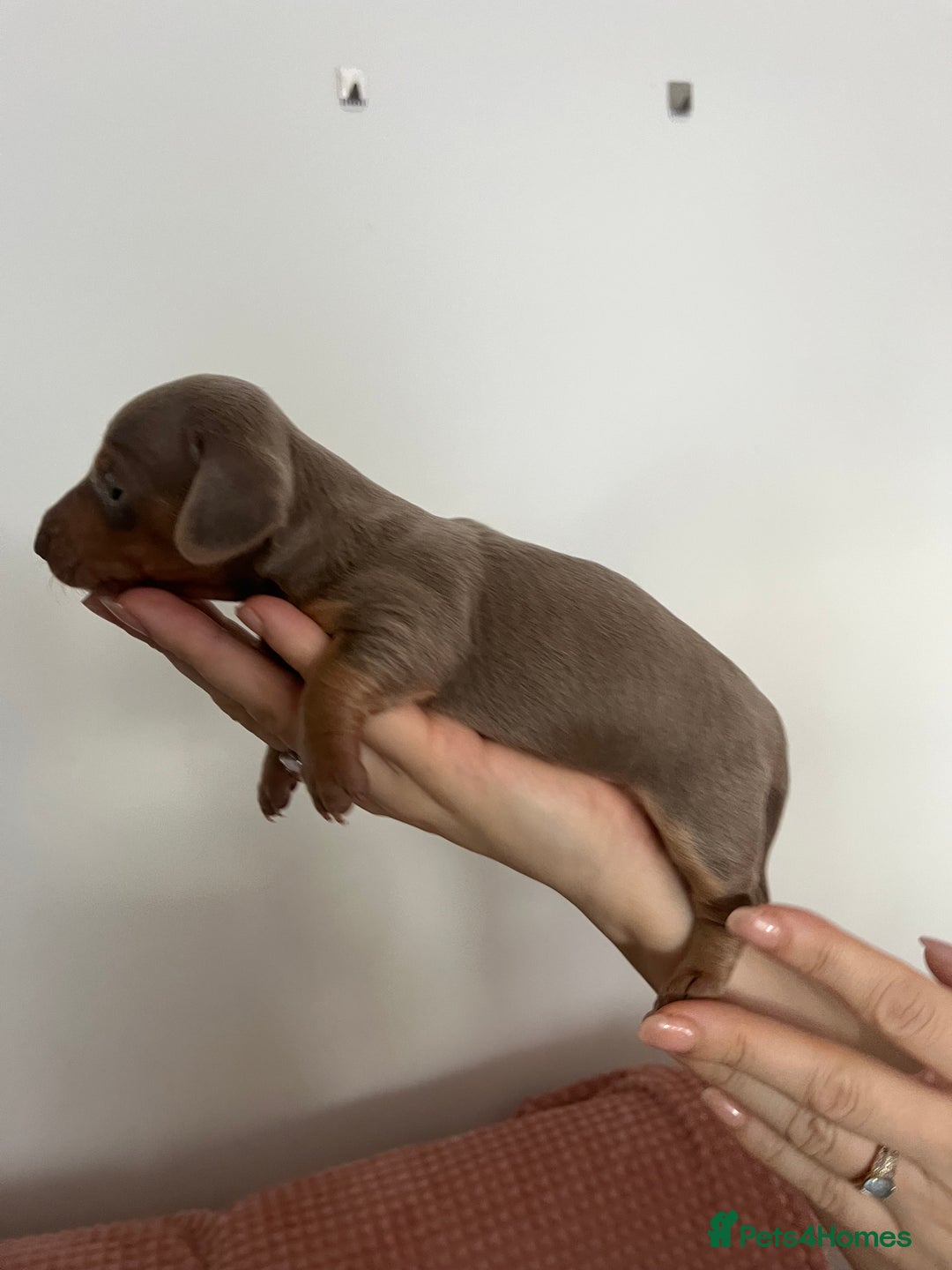 Miniature Dachshund dogs for sale: Miniature dachshund (short haired) - Advert 12