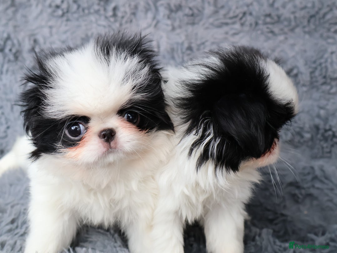 Japanese Chin dogs for sale: female - Image 2