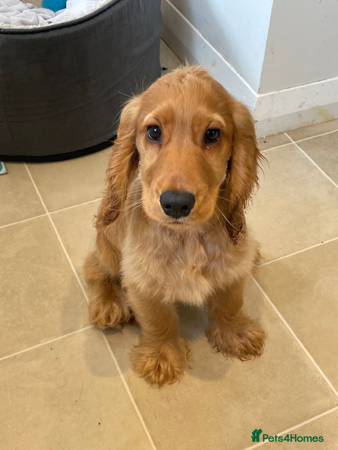 Cocker Spaniel dogs for sale: 17 week old male show cocker spaniel  - Image 3