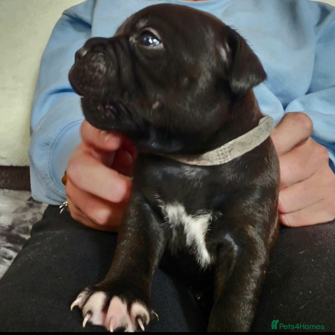 Staffordshire Bull Terrier dogs Kc reg blue & black staffords champion bloodlines  - Advert 1