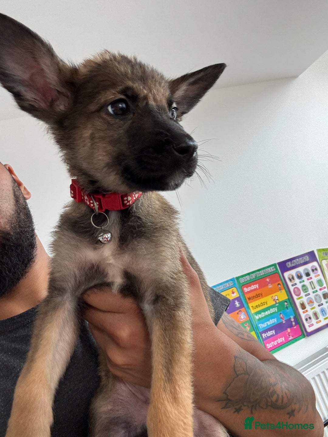 Mixed Breed dogs for sale: 1 x Female German Shepherd x Belgian Malinois Pups - Image 4