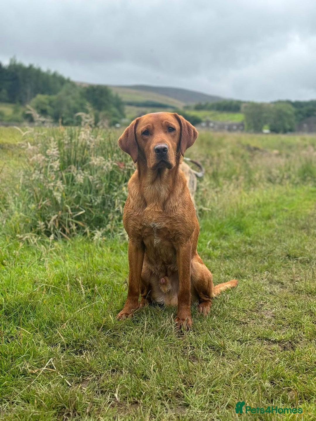 Labrador Retriever dogs for sale: Fox red Labrador puppy’s  - Image 7