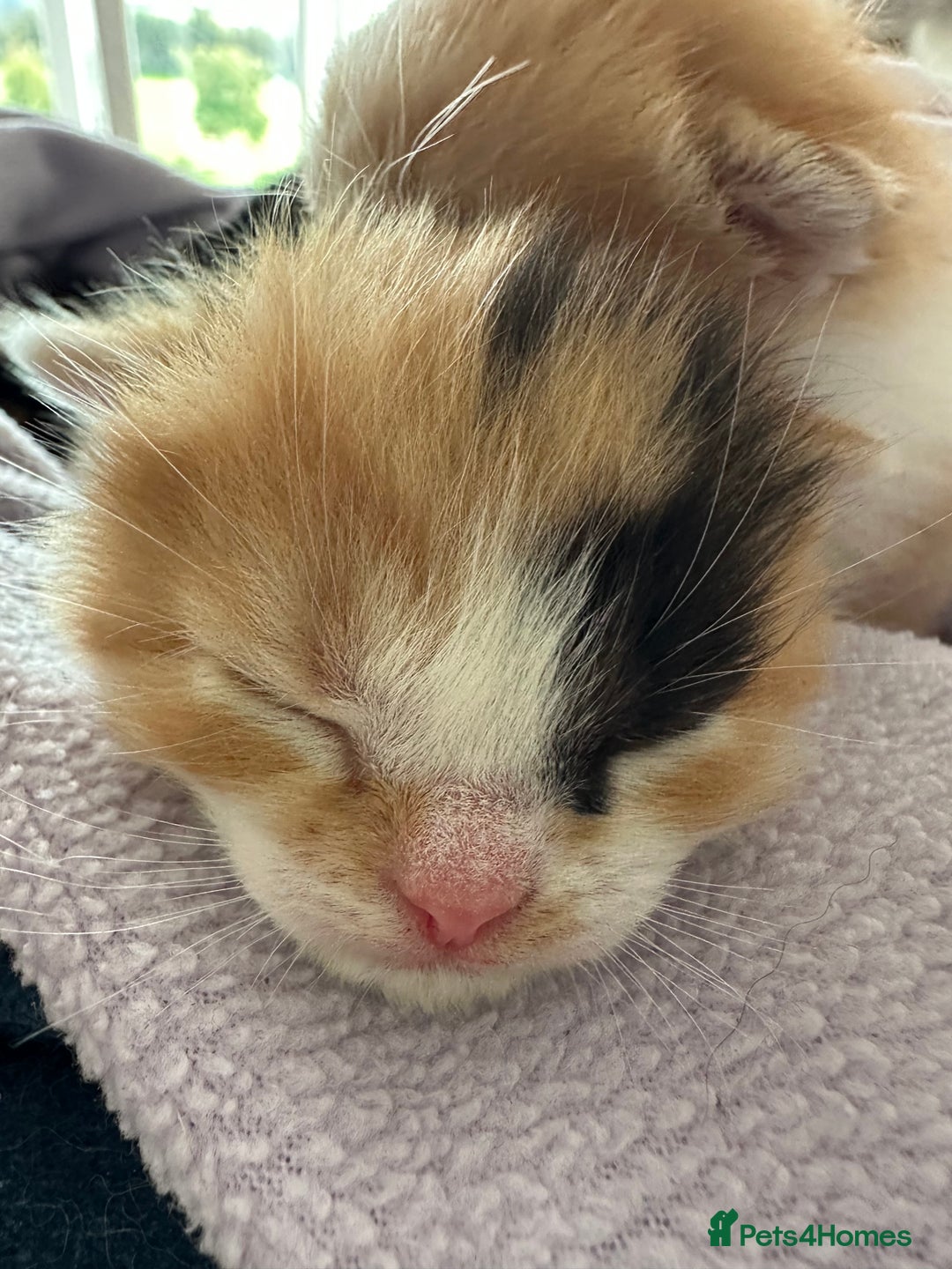 Domestic Shorthair cats for sale: 8 Beautiful kittens with stunning markings  - Image 7