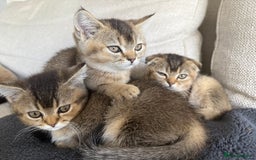 British Shorthair cats for sale: Scottish folds cross blue British - Image 11