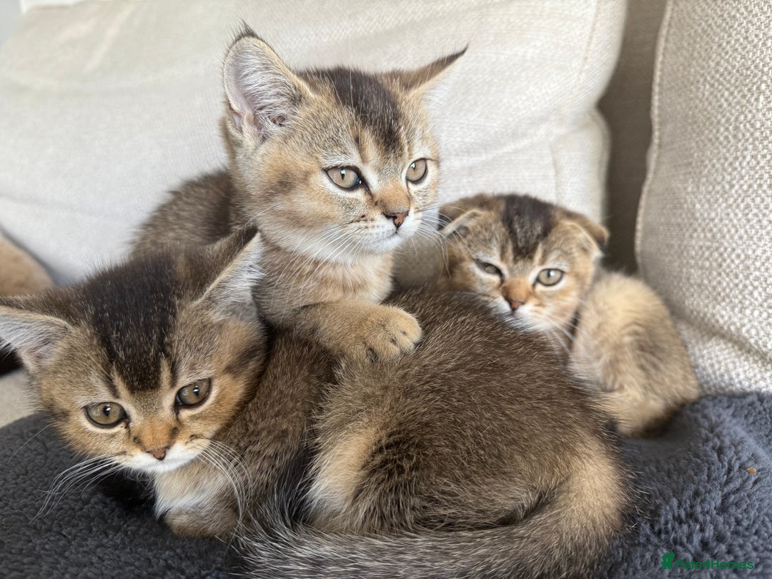 British Shorthair cats for sale: Scottish folds cross blue British - Image 11