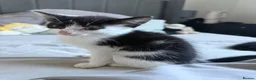 Mixed Breed cats for sale: 2 kittens and mum for rehoming-  **   in Herne Bay - Advert 2