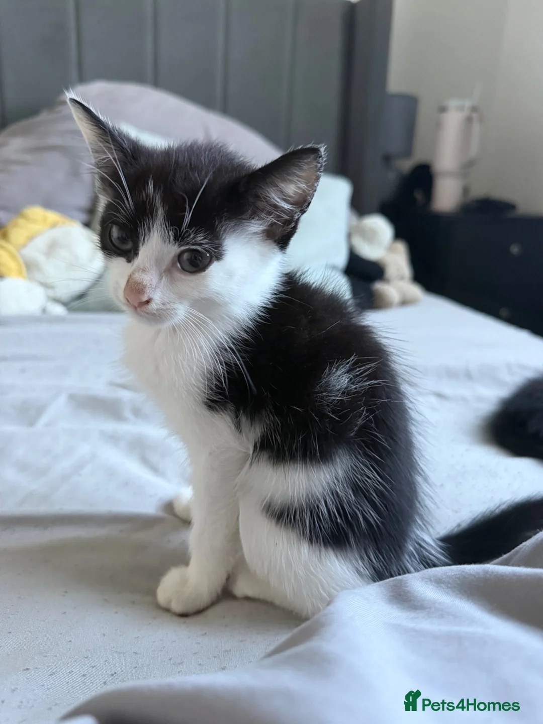 Mixed Breed cats for sale: 2 kittens and mum for rehoming-  **   in Herne Bay - Advert 2