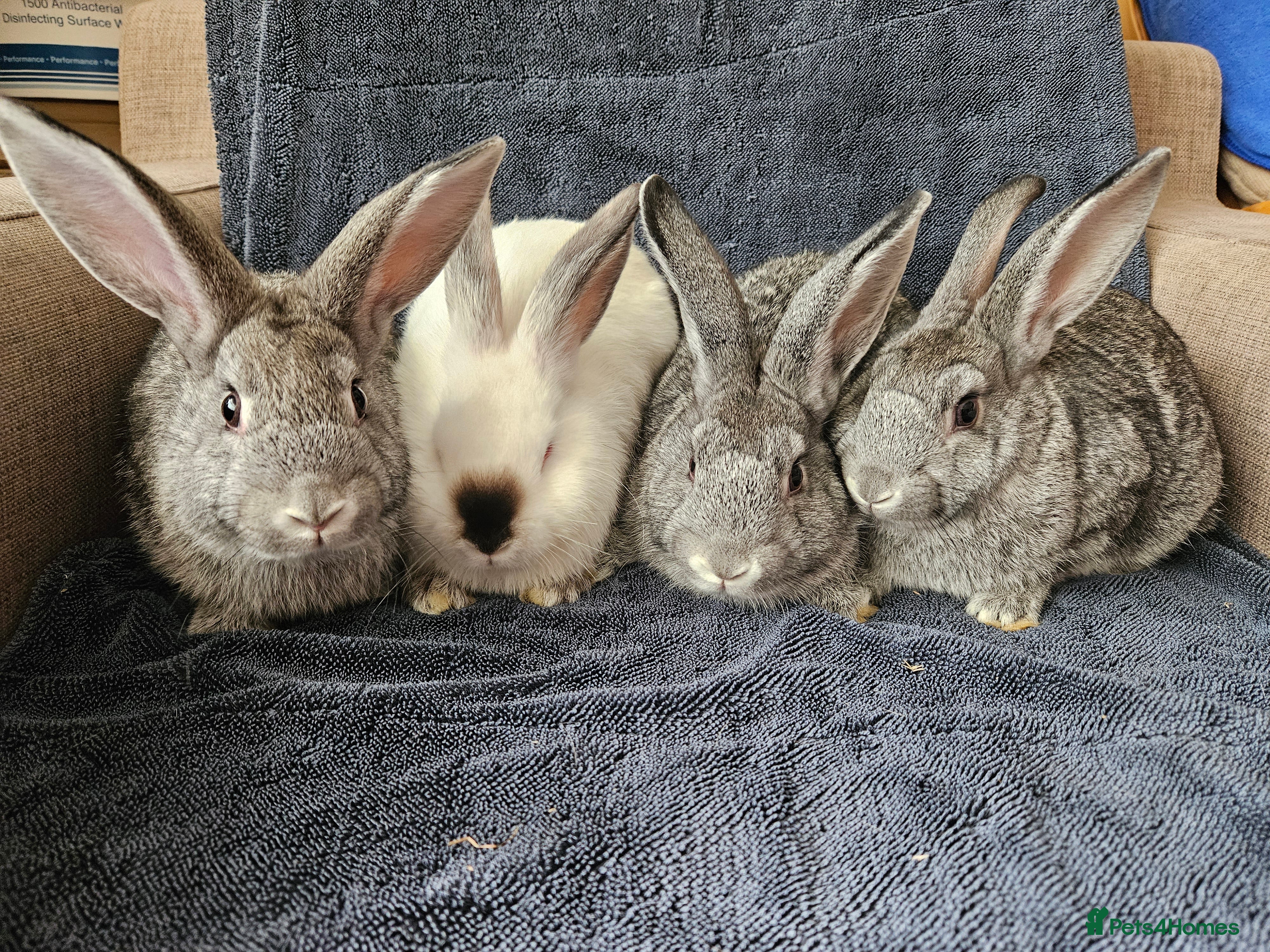 Californian rabbits Californian mix 4 male 2 female - Advert 2
