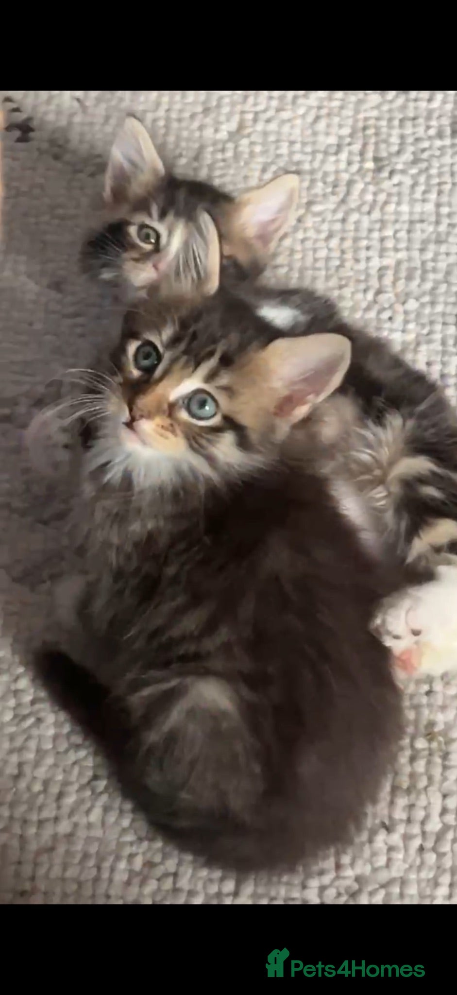 Maine Coon cats Ready to leave: mainecoon X kittens 2 males left  - Advert 1