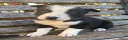 Border Collie dogs for sale: Border Collie puppies  - Advert 14