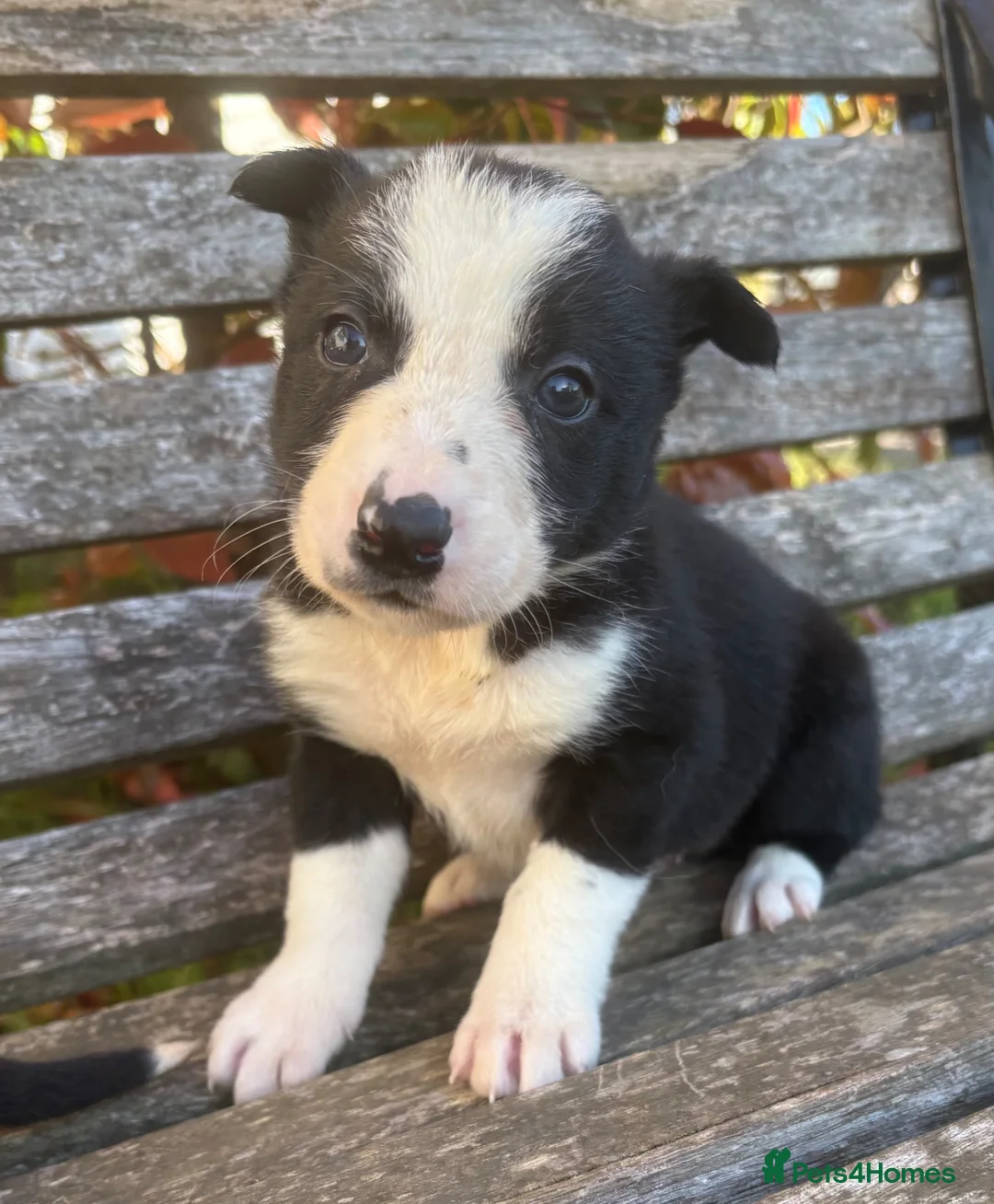 Border Collie dogs for sale: Border Collie puppies  - Advert 14