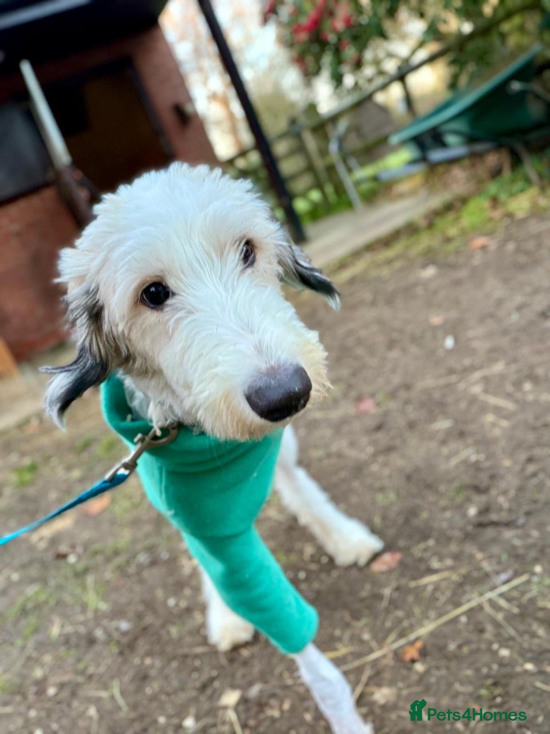 Lurcher dogs for sale: Barney the three legged lurcher 💕💕 - Advert 2