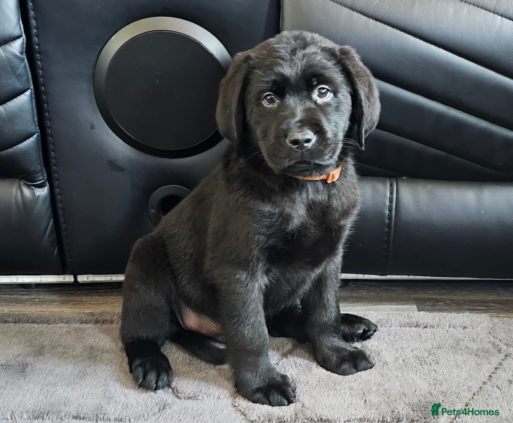 Mixed Breed dogs 1 black male newfador left  - Advert 3