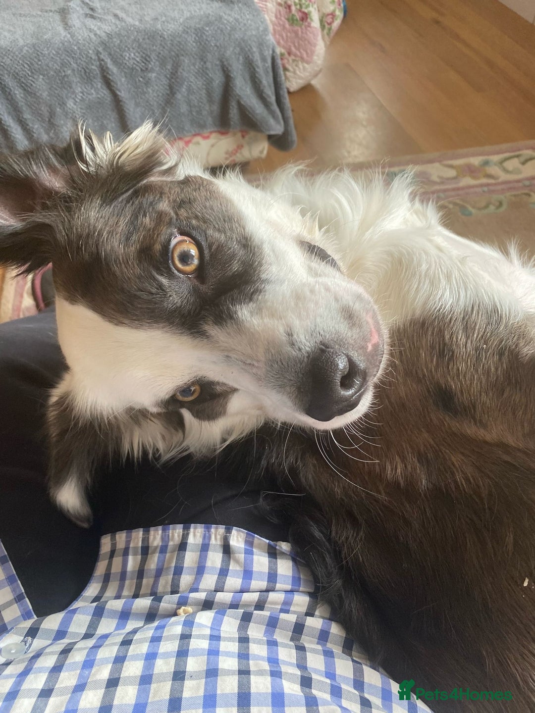 Mixed Breed dogs for adoption: Urgent Foster To Adopt Buddy 🚨  - Image 11
