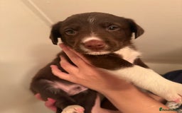Border Collie dogs for sale: Border collie pups - Image 10