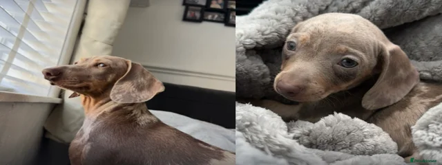 Gracie