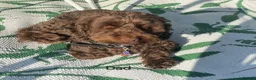 Cockapoo dogs for sale: Beautiful Cockapoo puppies - Advert 3