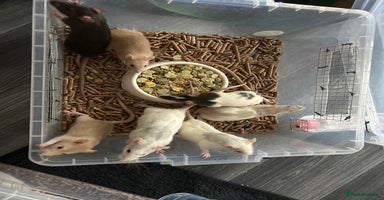 Rat rodents - Advert 8
