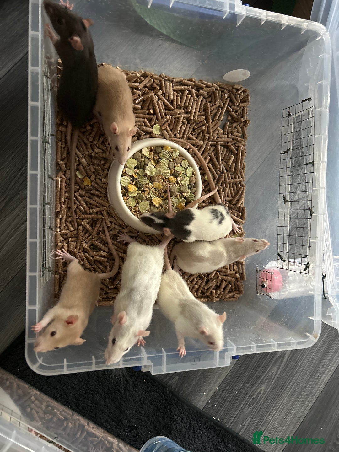 Rat rodents for sale: Young rats 🐀  - Image 2