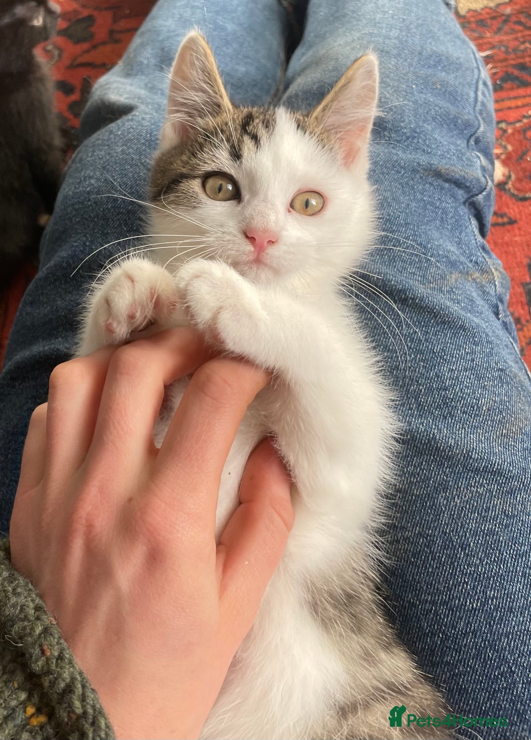 Domestic Shorthair cats for adoption: 12-14 week old mixed kitten pair  - Image 2