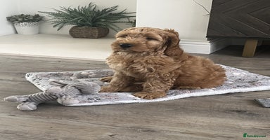Cockapoo dogs - Advert 10