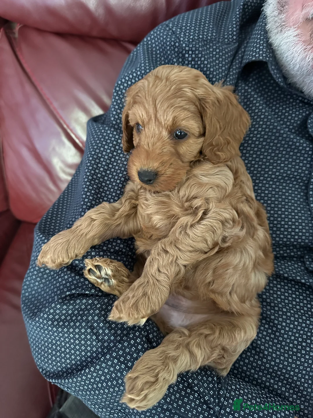 Cockapoo dogs for sale: F2b ready to go home 14th Feb  - Advert 9