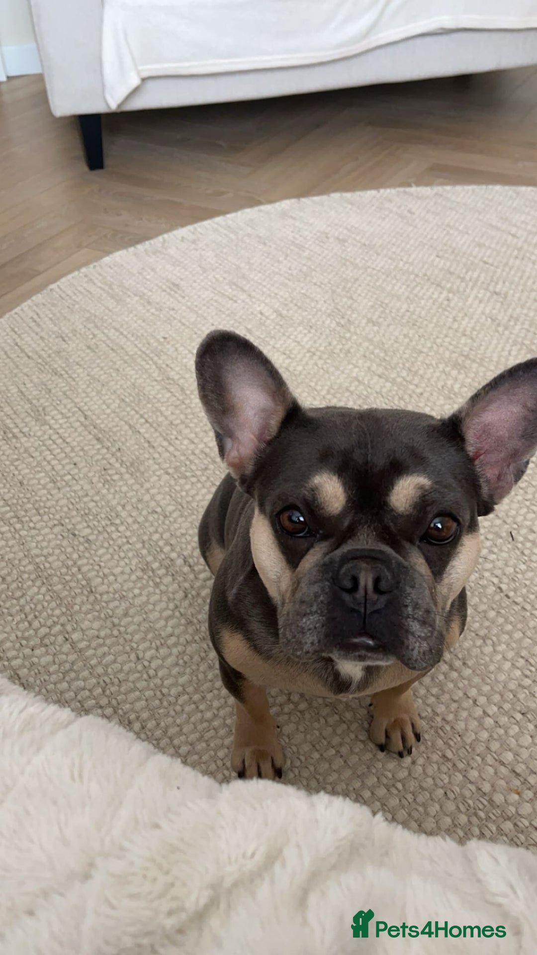 French Bulldog dogs for sale: 3 year old female French bulldog - Image 3