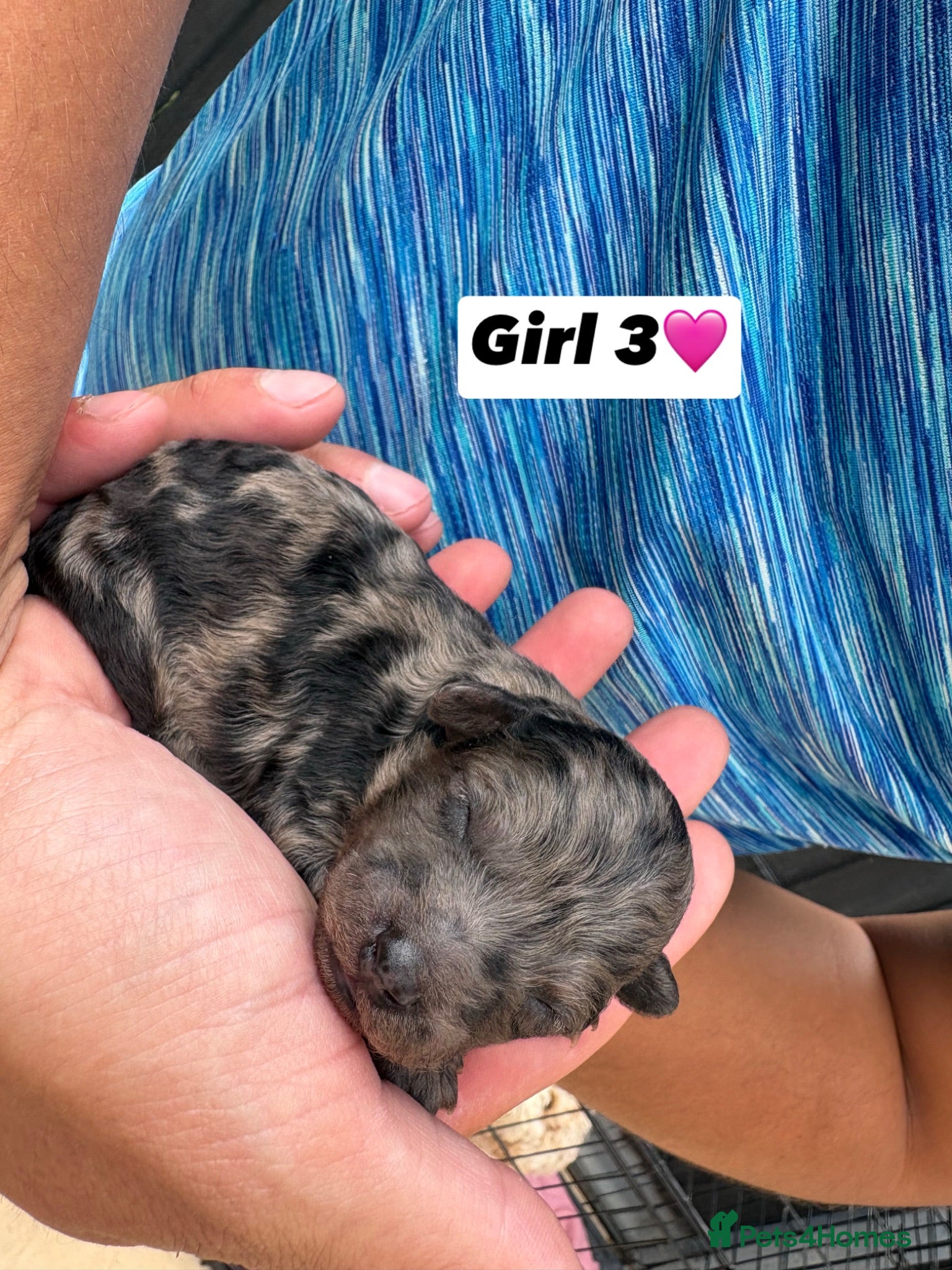 Cavapoo dogs F1 Cavapoo puppies for sale - Advert 2