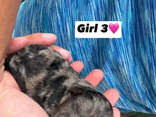 Cavapoo dogs F1 Cavapoo puppies for sale - Advert 13