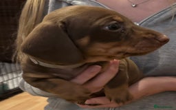 Miniature Dachshund dogs for sale: Gorgeous Miniature Dachshund Puppies!! - Image 9