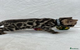 Bengal cats for sale: ❤️ GORGEOUS PURE BENGAL KITTENS ❤️ - Image 21
