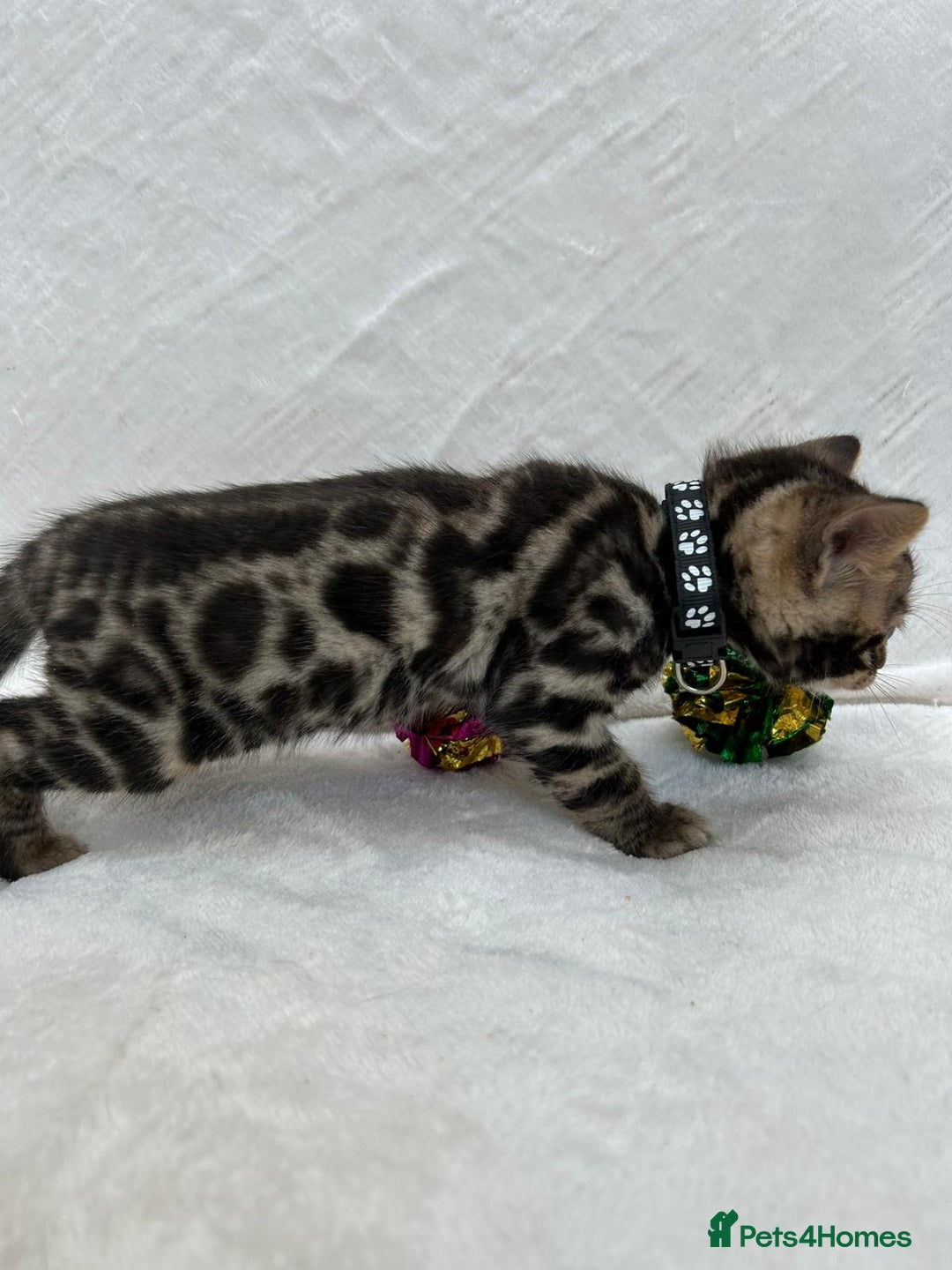 Bengal cats for sale: ❤️ GORGEOUS PURE BENGAL KITTENS ❤️ - Image 21