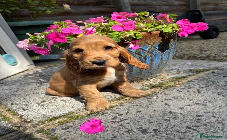 Cocker Spaniel dogs - Advert 2