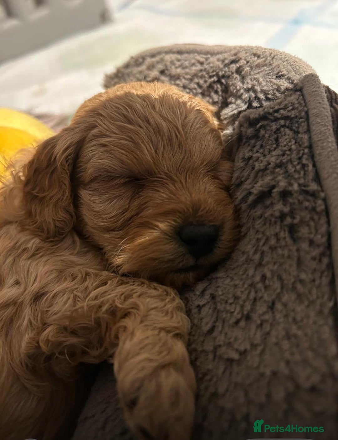 Cockapoo dogs for sale: Amazing miniature F1b cockapoo  - Advert 4