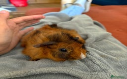 Guinea Pig rodents for sale: Female Guinea Pig  - Image 2