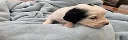 Cocker Spaniel dogs for sale: Beautiful Blue roan cocker spaniels for sale - Advert 18