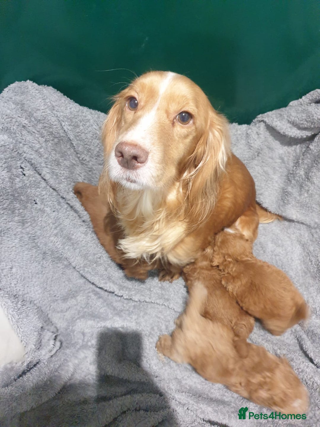 Cockapoo dogs for sale: Cockapoo Puppies PRA UNAFFECTED  - Image 13