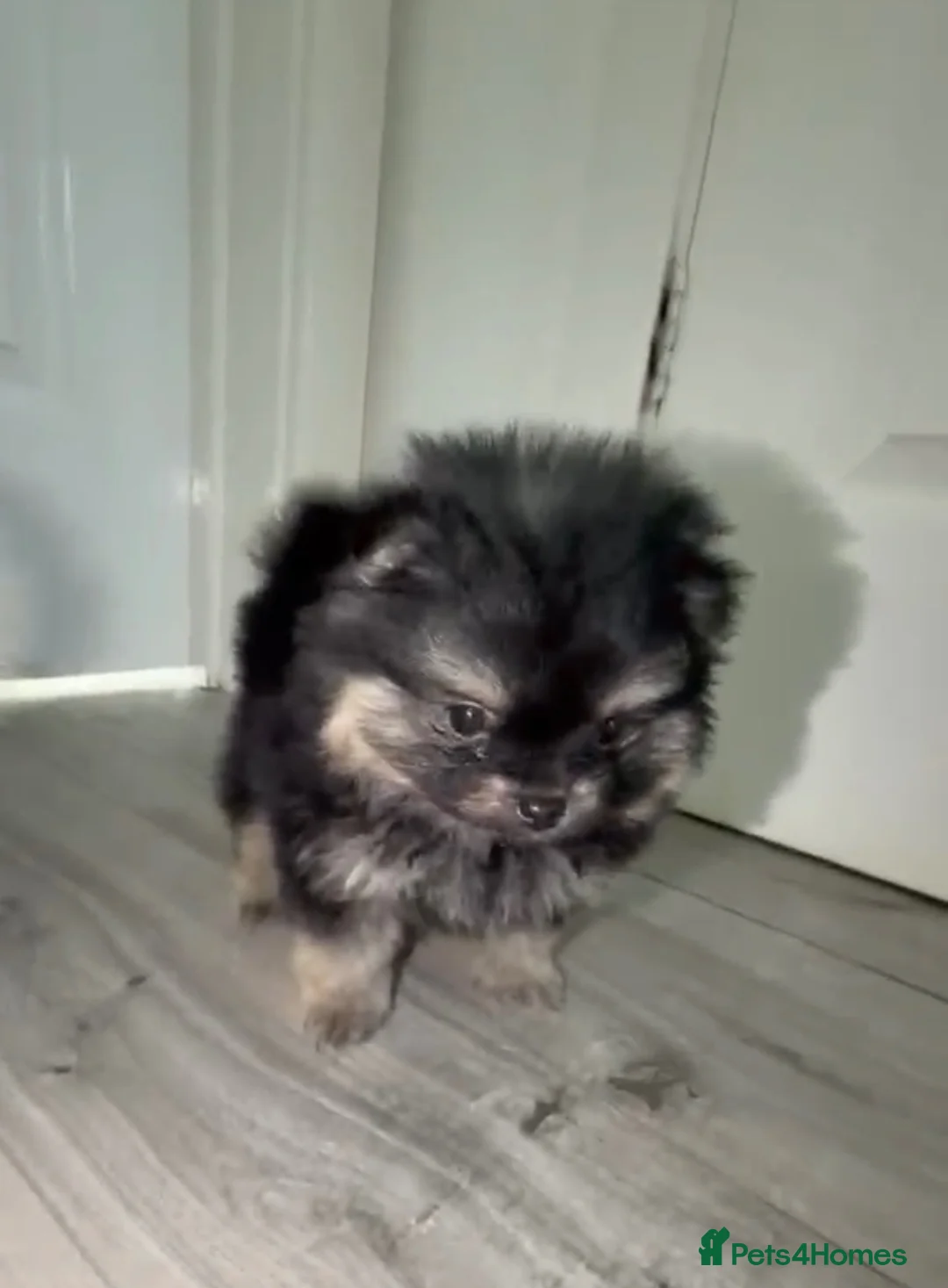 Pomeranian dogs for sale: 1 BOY LEFT - Advert 2